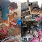 Imágenes de la operación 'Alpha', que se ha saldado con la investigación de dos vecinos de Librilla (Murcia) por robar una perra y mantenerla, junto a sus nueve cachorros, en pésimas condiciones higiénico-sanitarias
