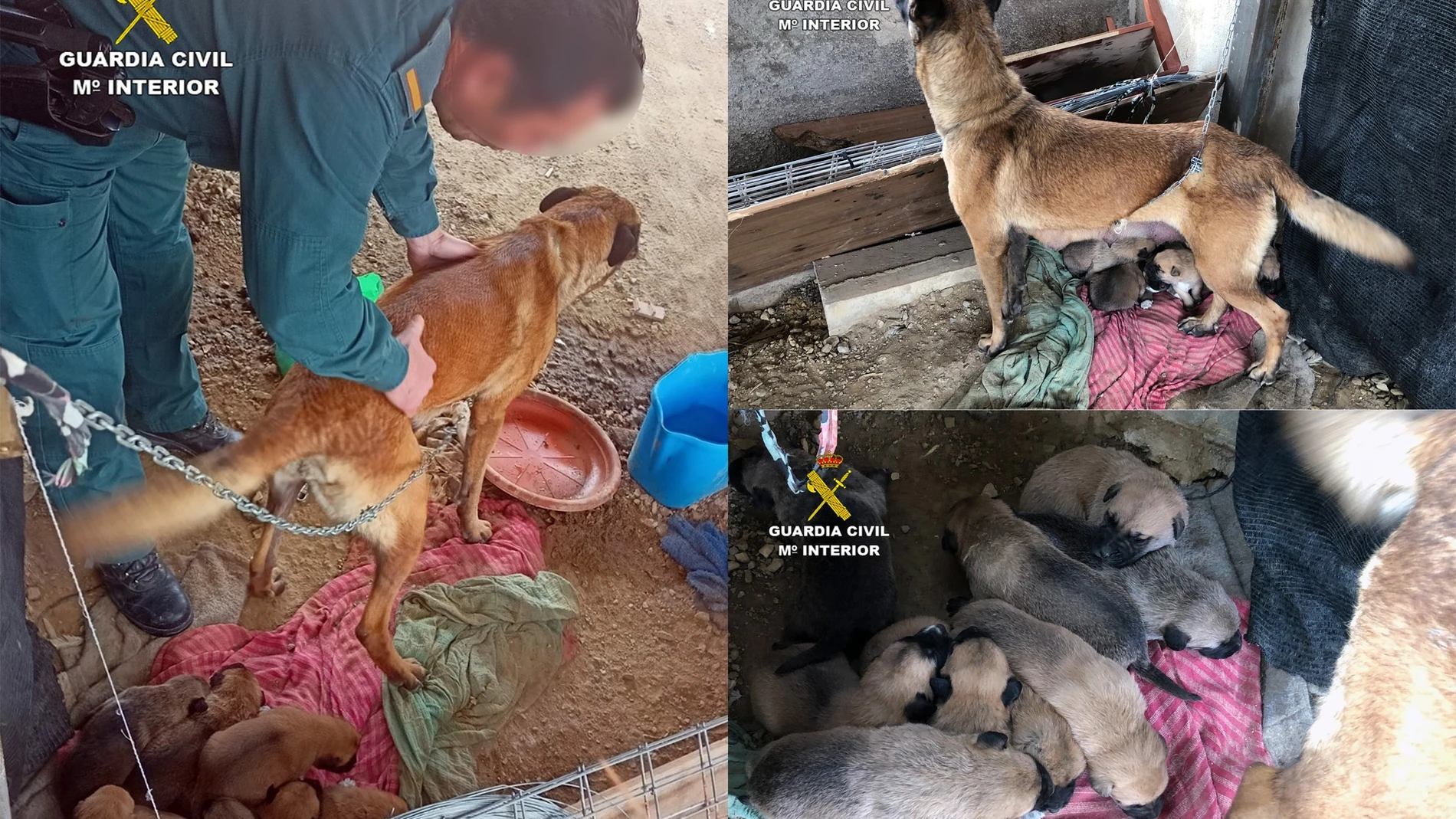 Imágenes de la operación 'Alpha', que se ha saldado con la investigación de dos vecinos de Librilla (Murcia) por robar una perra y mantenerla, junto a sus nueve cachorros, en pésimas condiciones higiénico-sanitarias