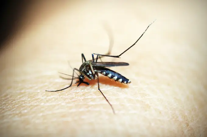 Cómo eliminar la picadura de mosquito según la ciencia