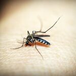 Las picaduras de los mosquitos son muy molestas y suelen durar varios días