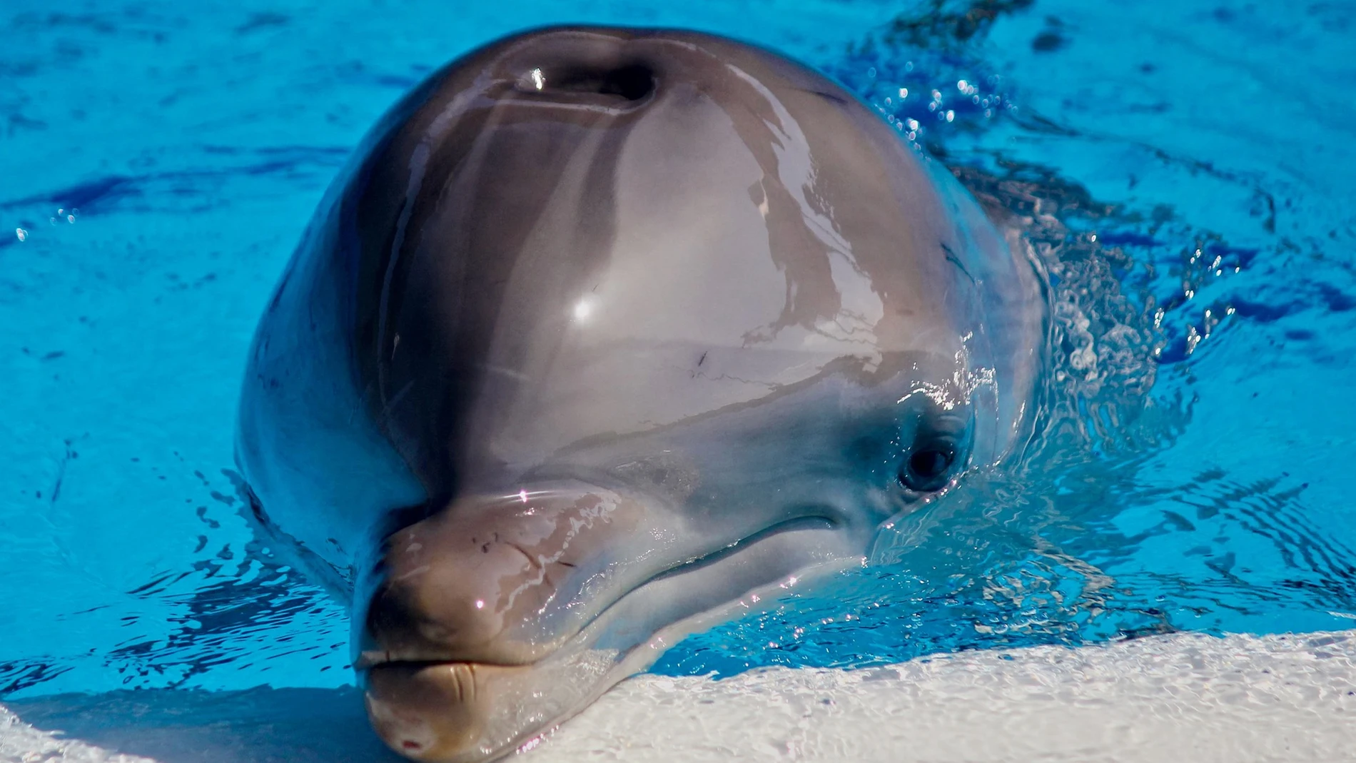 Un delfín con la nariz fuera del agua mirando a cámara
