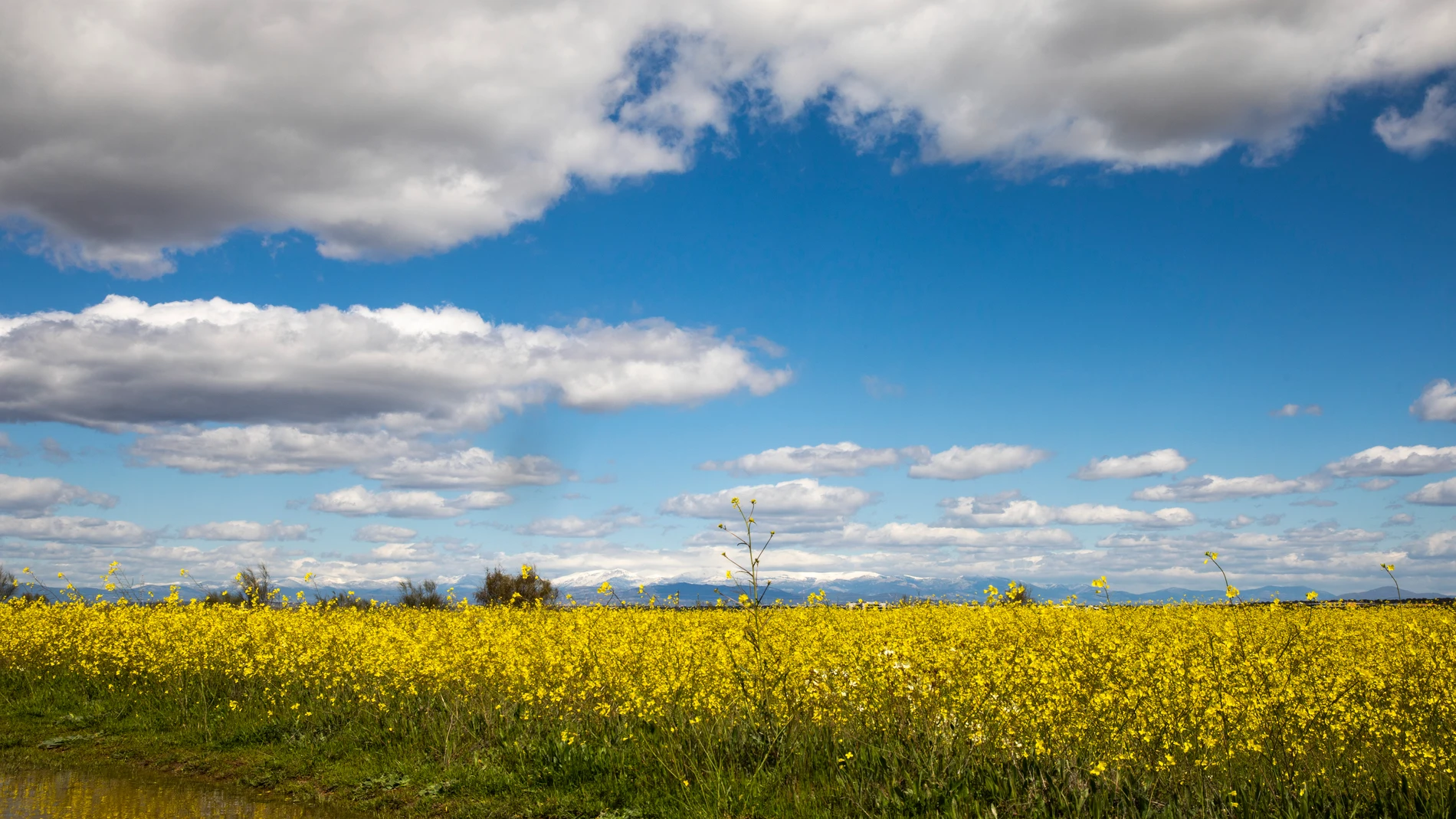 Imagen de un campo con flores amarillas durante la primavera, con la sierra de Madrid al fondo