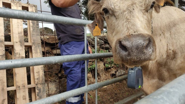 Un técnico coloca a una vaca el collar que delimitará su área de pasto.
