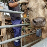 Un técnico coloca a una vaca el collar que delimitará su área de pasto.