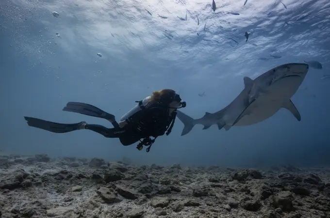 Maldivas, la ruta de los tiburones