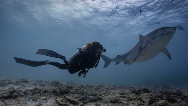 Judith durante la inmersión con los tiburones tigre en Fuvahmulah