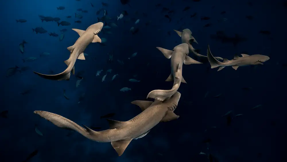 Varios tiburones nodriza merodean el barco cerca de Alimathaa