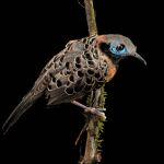 Pájaro hormiguero ocelado (Phaenostictus mcleannani) fotografiado en el Parque Nacional de Soberanía.
