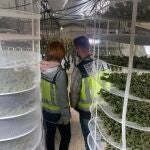 Laboratorio de marihuana 'indoor' en un chalet de Torrent (Valencia)