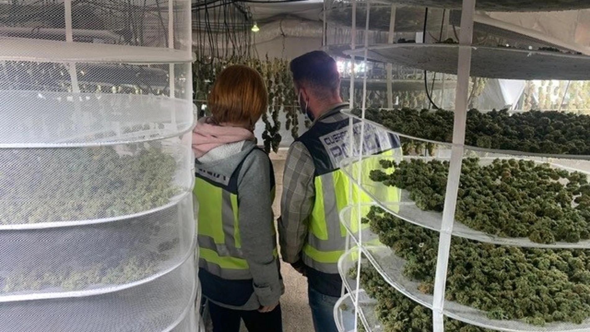 Laboratorio de marihuana 'indoor' en un chalet de Torrent (Valencia)