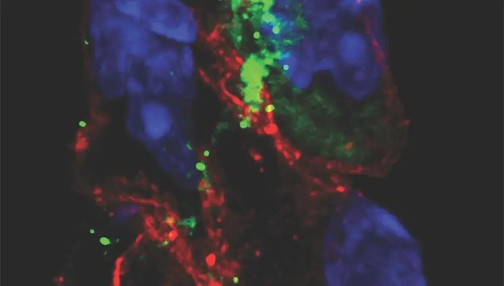 Tinción de la proteína espiga del SARS-CoV-2 (verde) en las células marcapasos (rojo) de hámsters infectados por el SARS-CoV-2. Los núcleos de las células se tiñen de azul. DR. SHUIBING CHEN 04/04/2022