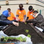 Sergio (izquierda) y Carlos plantan espinacas en el huerto terapéutico de Vall d'Hebron bajo la atenta mirada de los estudiantes de 3º de la ESO de la Escuela Thau