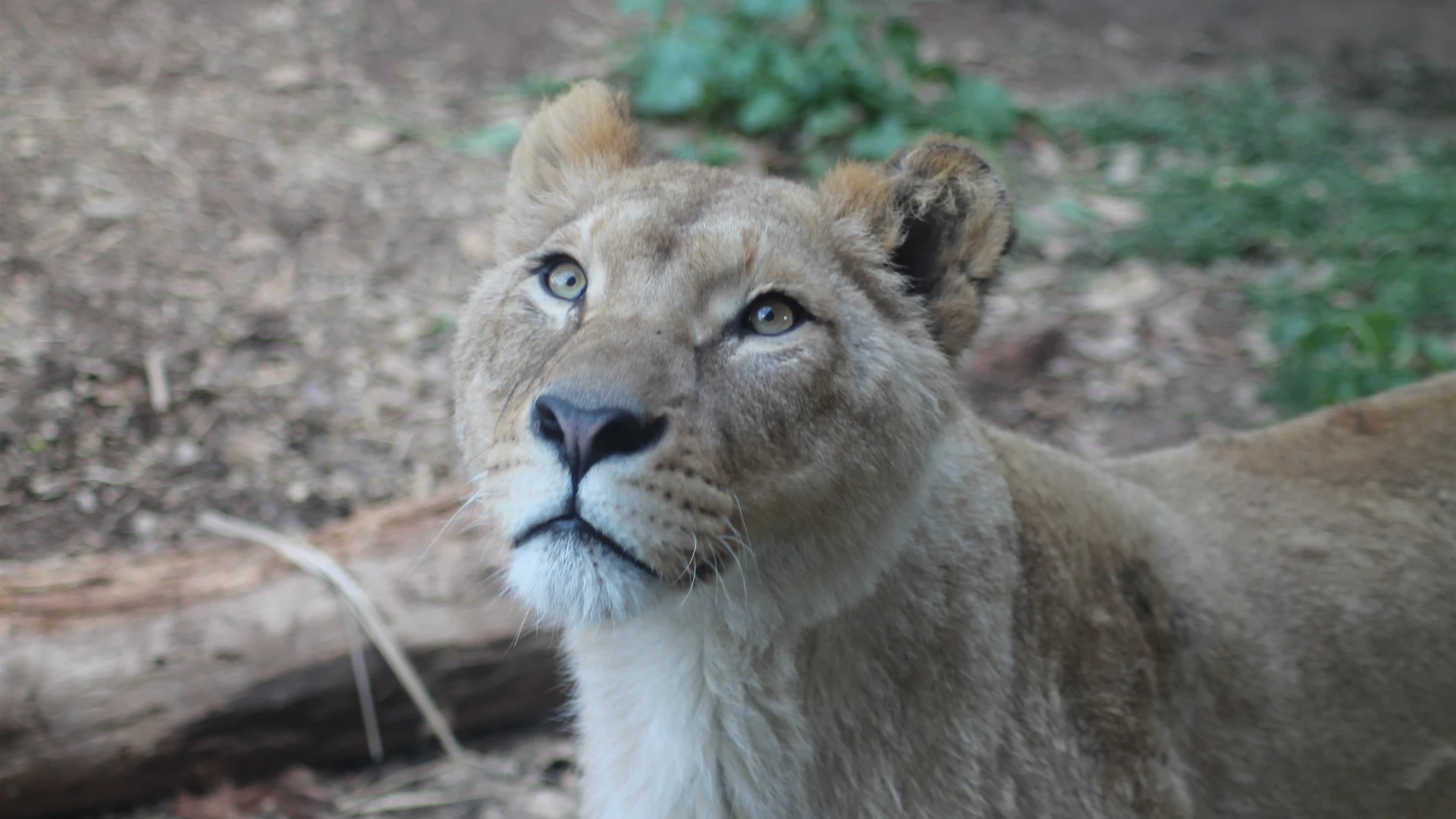 Hembra de león africano llegado a Terra Natura Murcia