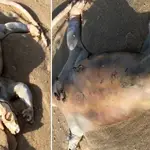 Alex Tan, un pastor religioso australiano, no se asustó cuando vio por primera vez a la criatura muerta en la arena