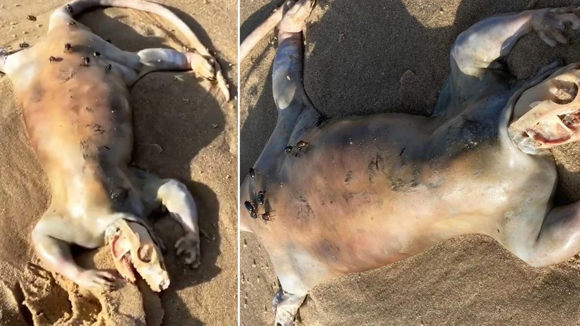 Alex Tan, un pastor religioso australiano, no se asustó cuando vio por primera vez a la criatura muerta en la arena