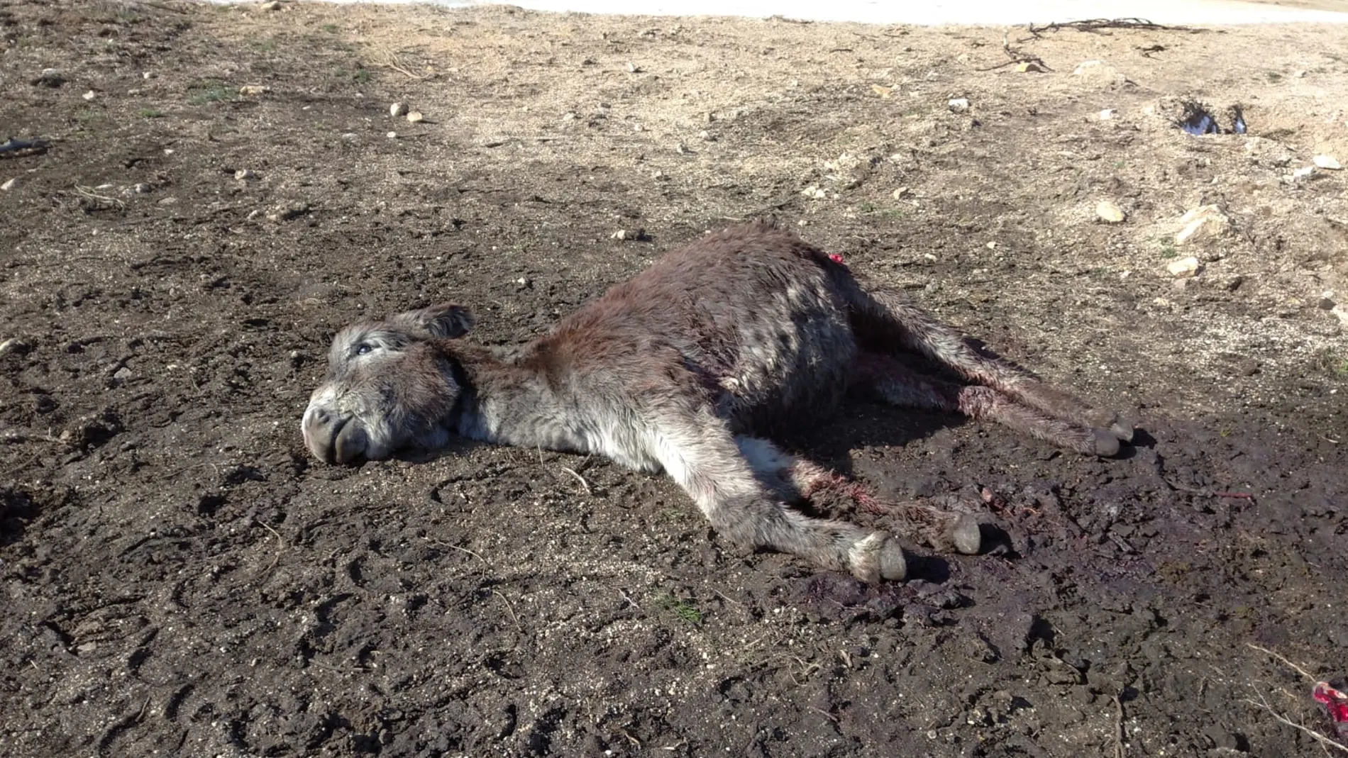 Uno de los animales atacado por los lobos en la sierra de Gredos