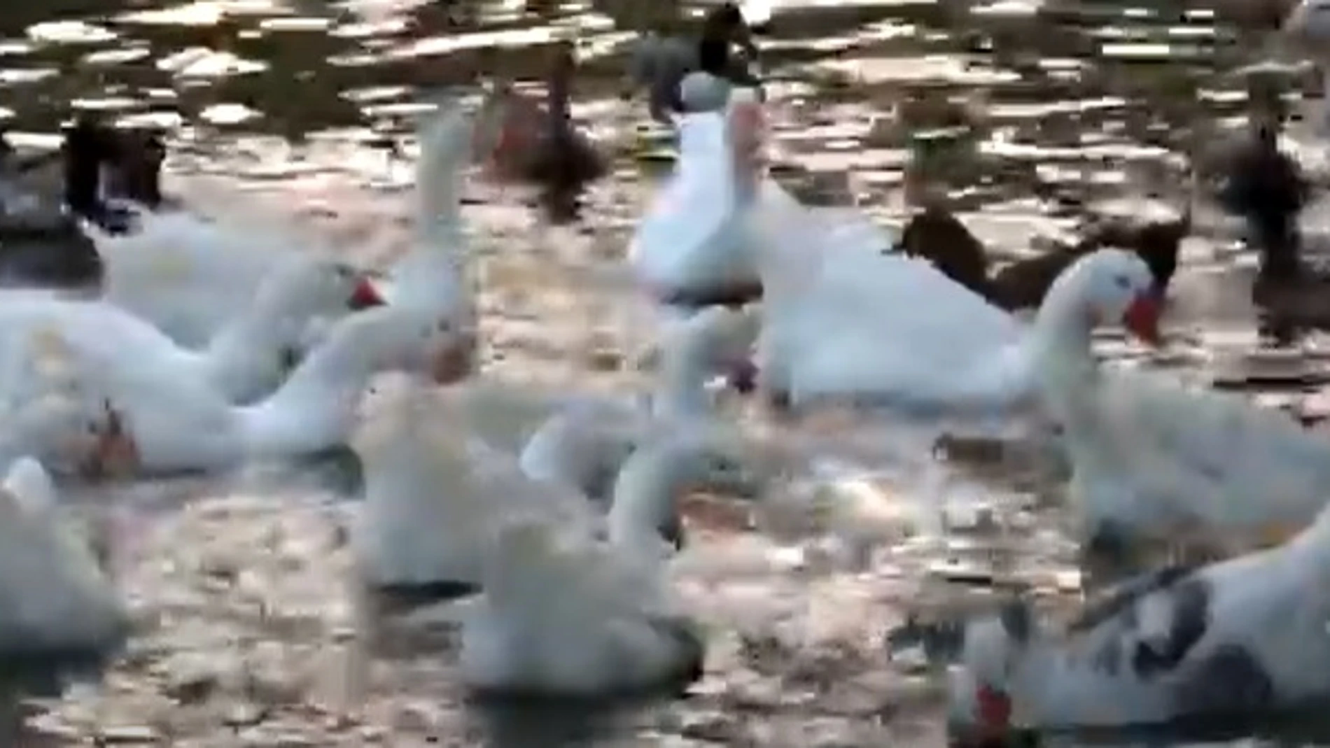 Ocas en el río Pisuerga