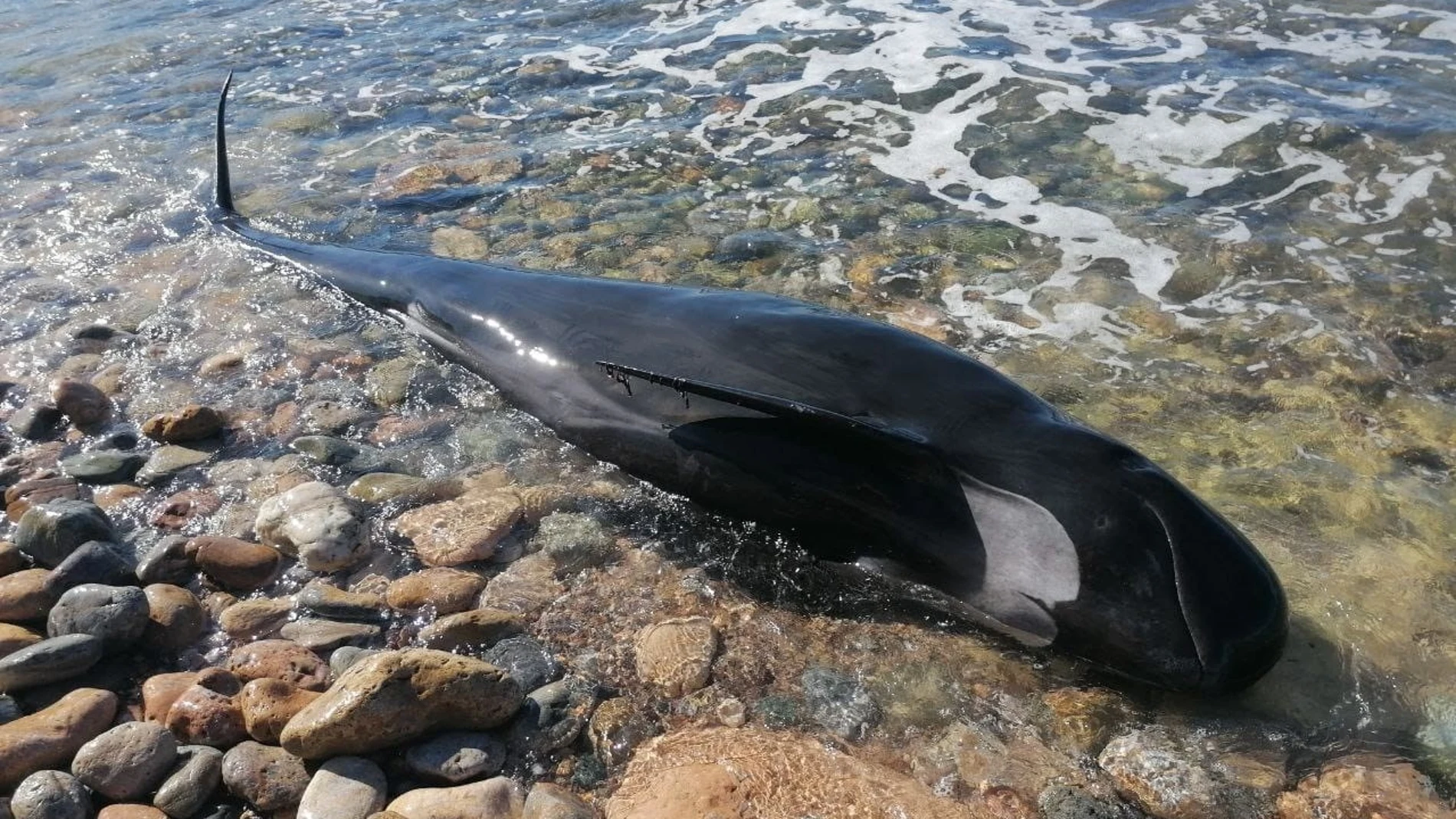 Imagen del cetáceo, un calderón común, encontrado fallecido en La Azohía AGENTES MEDIOAMBIENTALES DE LA R 09/04/2022