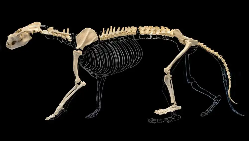 Esqueleto de un perro-oso. Vivió en la región hace 6 millones de años