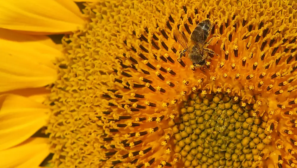Campos de girasol en lo zona del Campo Charro en la provincia de Salamanca