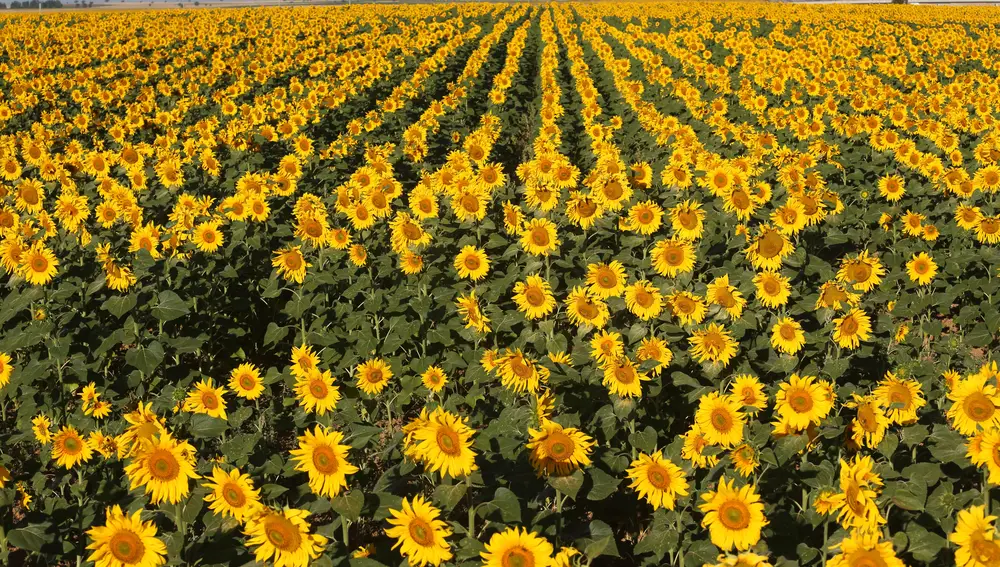 Campos de girasol