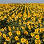 Campos de girasol
