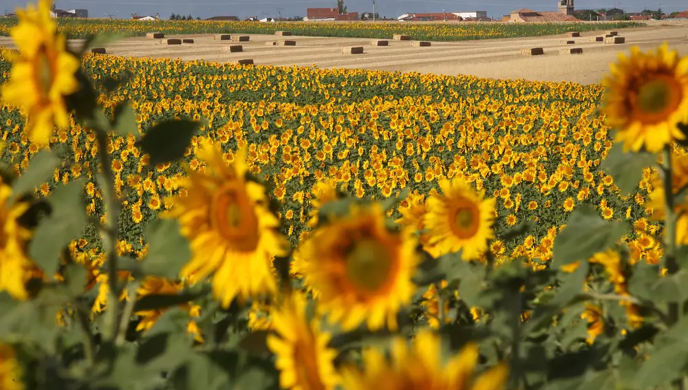 Campos de girasol en lo zona del Campo Charro en la provincia de Salamanca. Al fondo el pueblo Robliza de Cojos