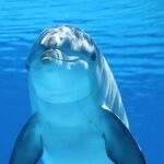 Un delfín cualquiera que podría ser más inteligente que tú… o no
