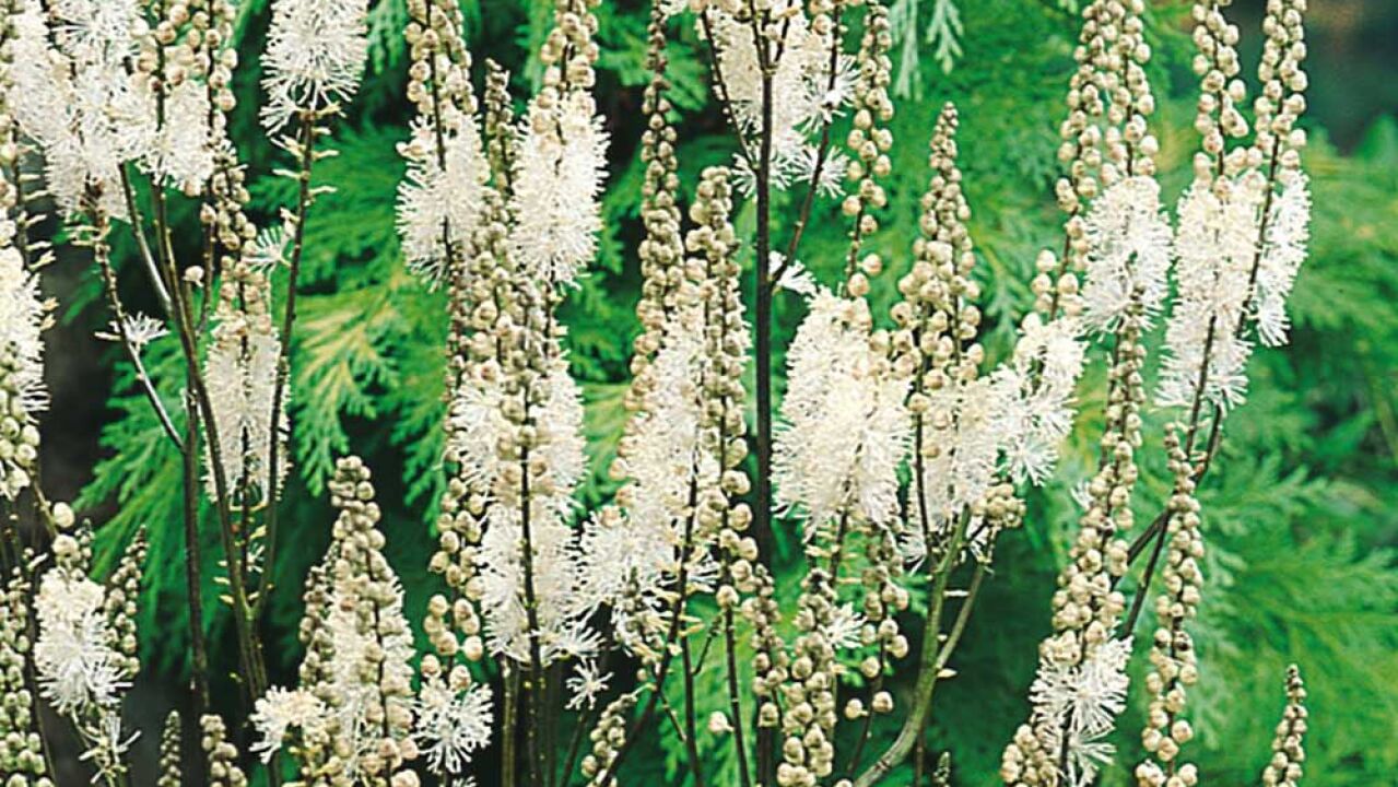 Cimicifuga racemosa