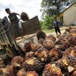 Trabajadores descargan frutas de palma de un camión en una plantación en Indonesia