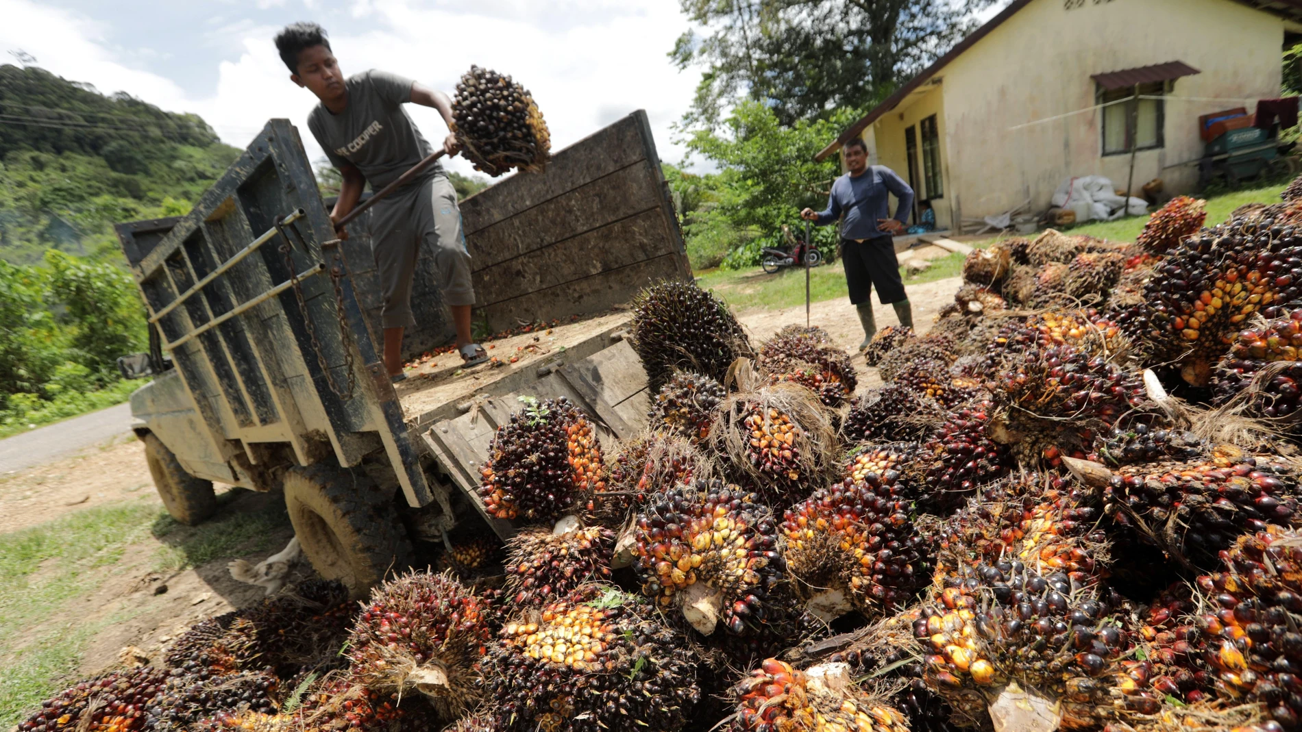 Trabajadores descargan frutas de palma de un camión en una plantación en Indonesia
