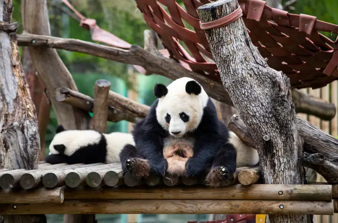 China pone fecha al envío de su pareja de osos panda al Zoo de Madrid