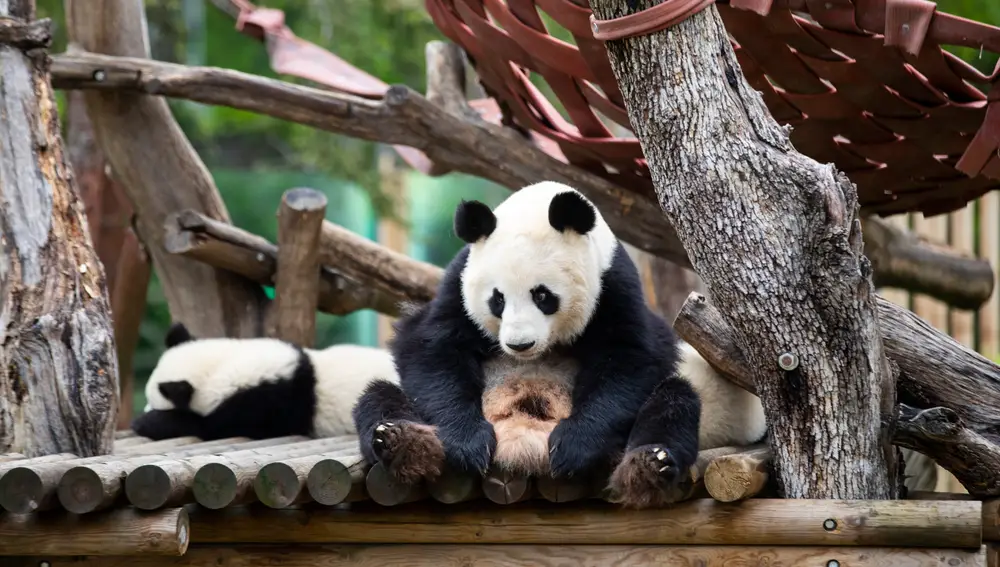 Pandas del zoo madrileño