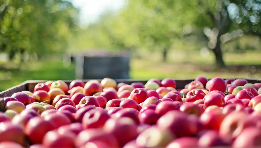 Comer manzanas con piel acelera el metabolismo y es una fuente importante de fibra