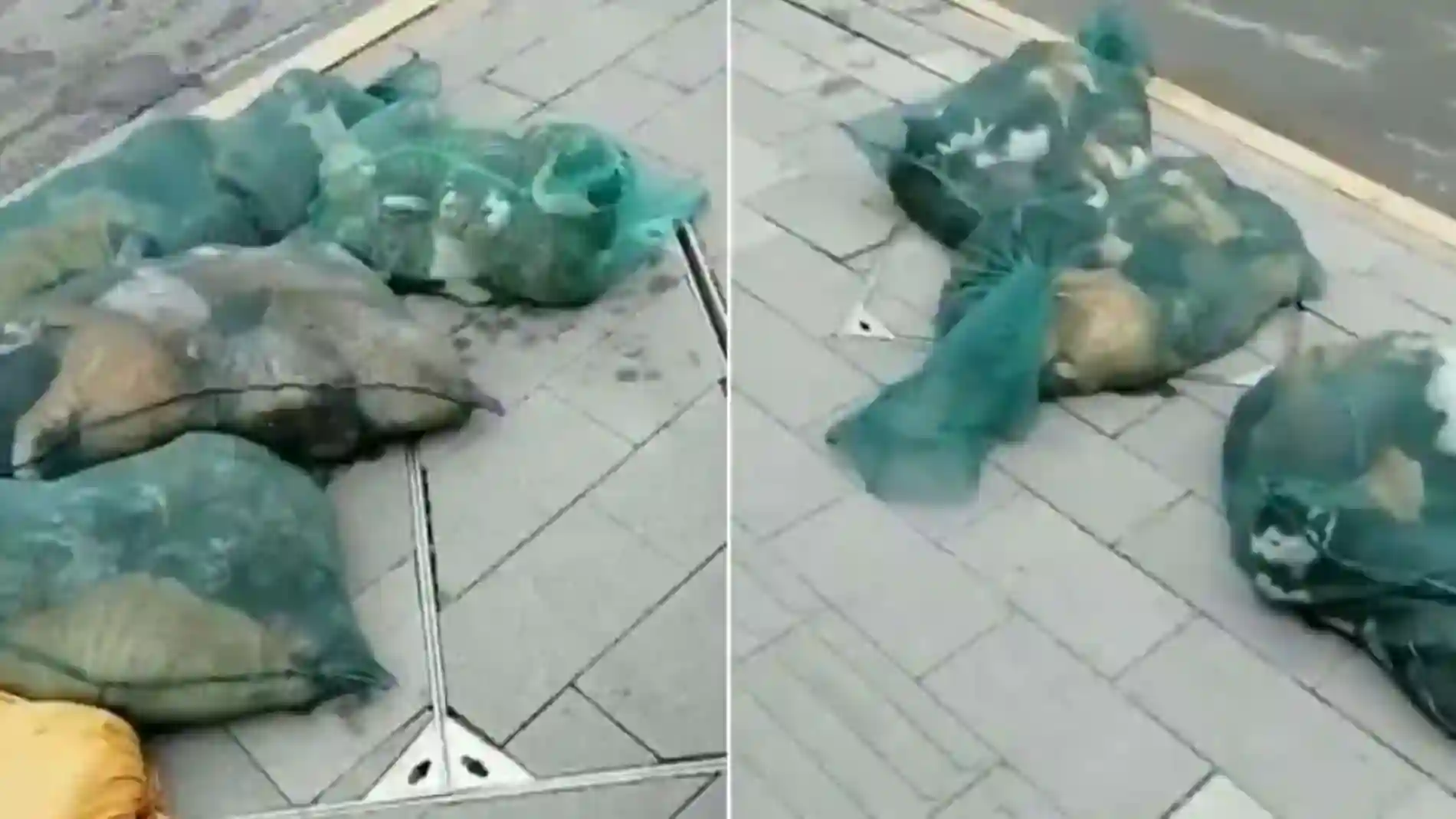 Las imágenes que circulan en las redes muestran a perros y gatos de Shanghái en bolsas, alguno de ellos todavía con vida