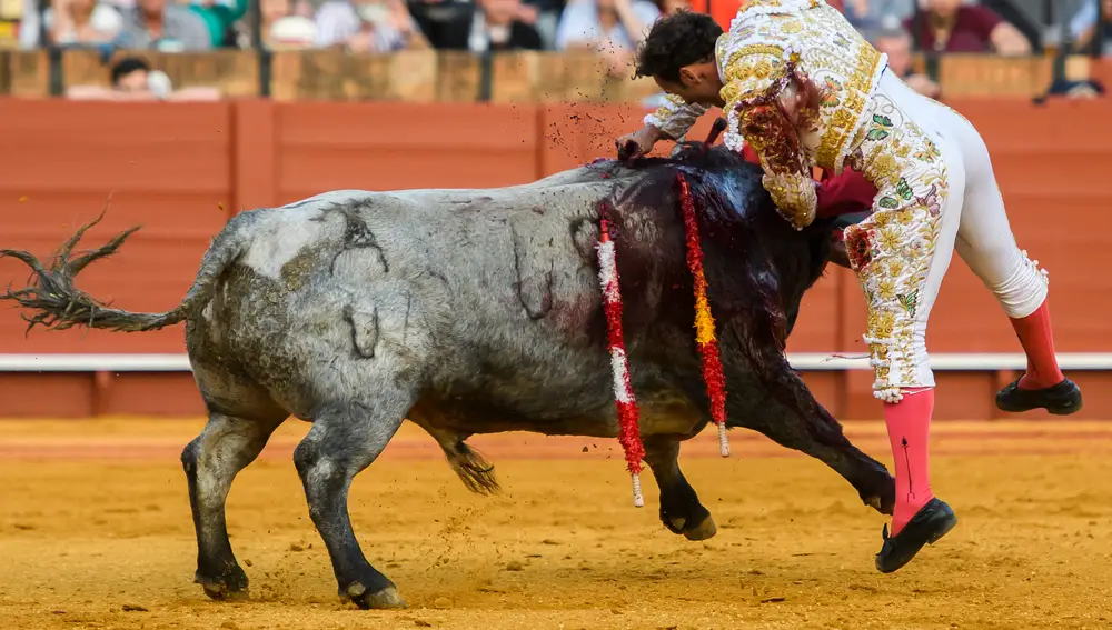 El diestro Antonio Ferrera con su tercer toro de la tarde en un mano a mano con Miguel Ángel Perera en la Plaza de La Maestranza de Sevilla, y al que ha cortado una oreja. EFE/ Raúl Caro.