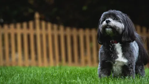 Perro en el jardín
