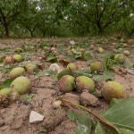 Albaricoques afectados por la granizada caída