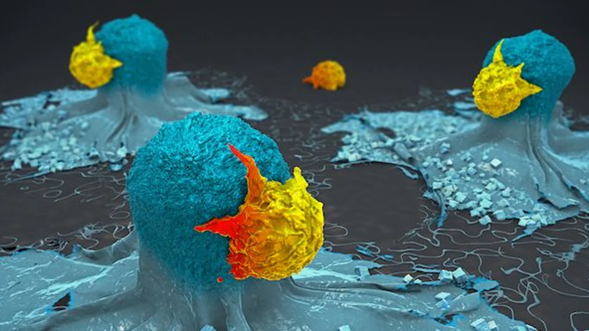 Representación en 3D de las células T que atacan a las células cancerosas
