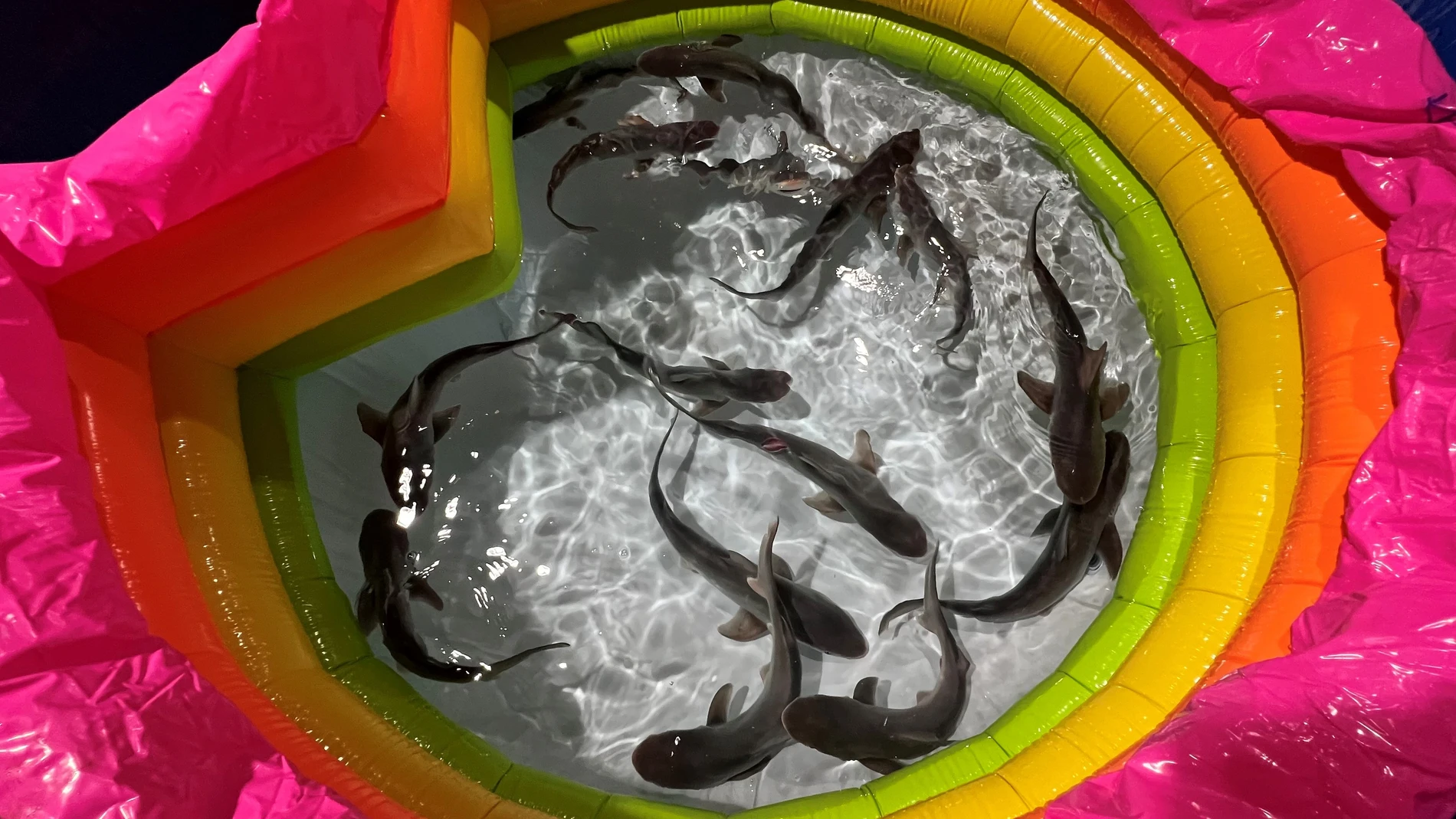 Crías de tiburón nacidas en l'Oceanogràfic