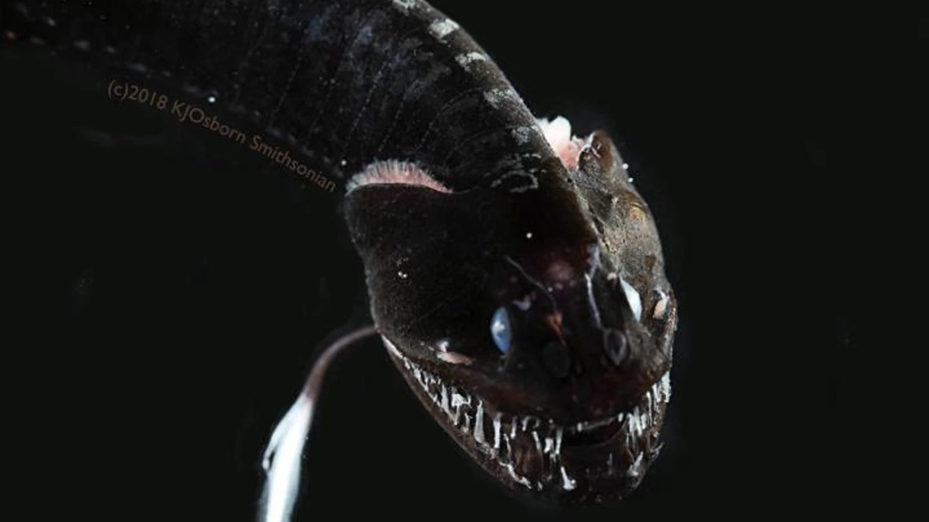 Fotografía que muestra un pez con cuerpo estrecho parecido al de una serpiente, la cabeza más ancha que el cuerpo y la boca abierta mostrando los dientes, todo muy oscuro y sobre fondo negro.