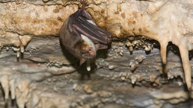 Murciélago ratonero grande (Myotis myotis)