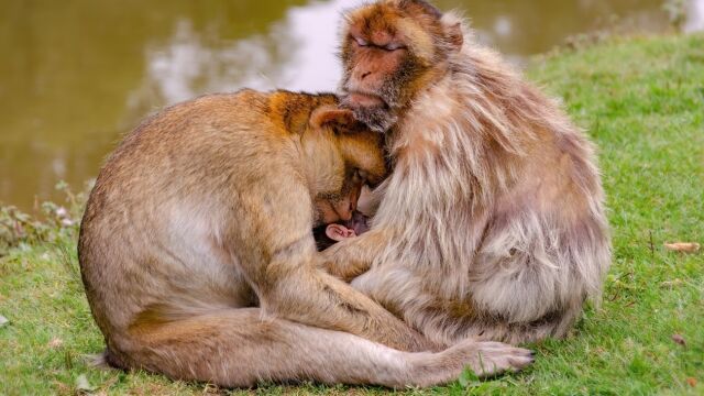 Macacos de Berbería echándose una siesta.