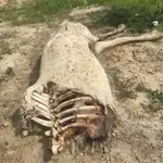 Uno de los restos hallados, según la denuncia