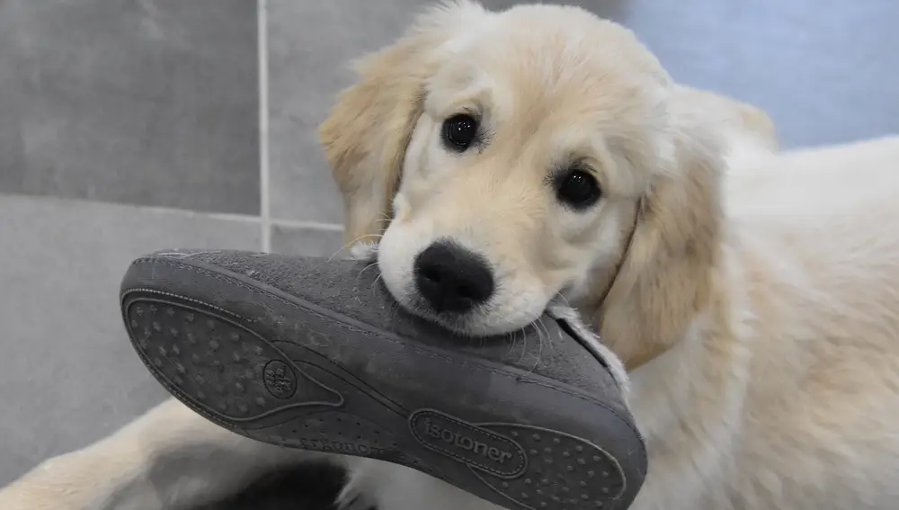 Perro con una zapatilla en la boca