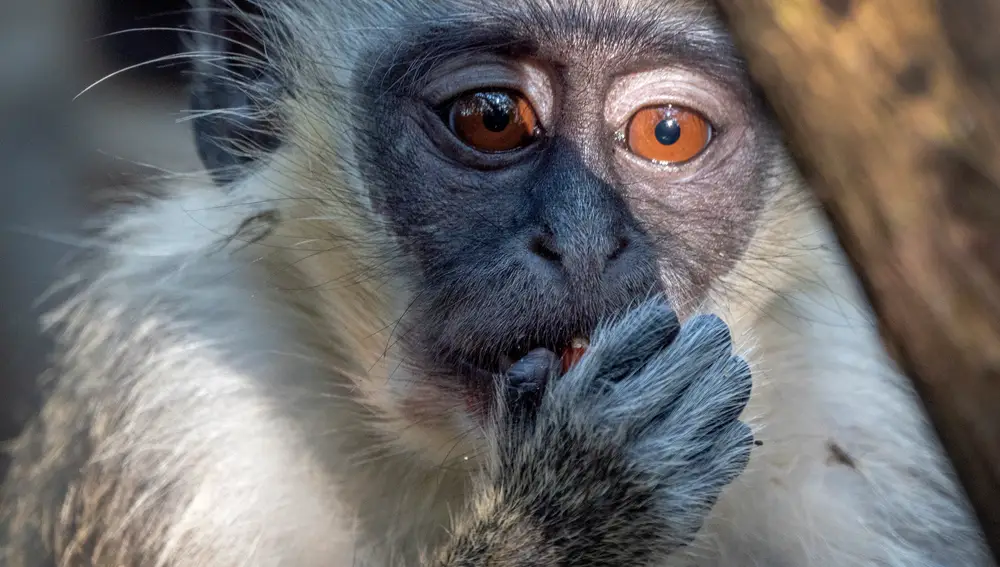 La viruela del mono recibe este nombre porque los primates son uno de sus hospedadoes más habituales