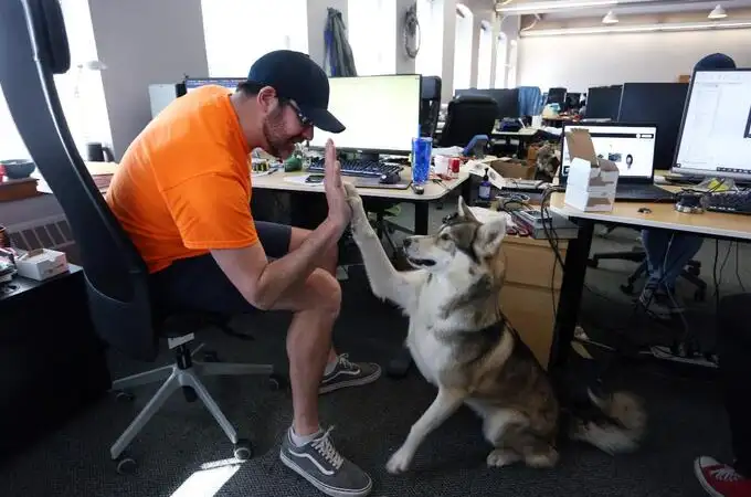 Empresas “pet friendly” tras el teletrabajo: Canadá permite llevar a tu mascota a la oficina 
