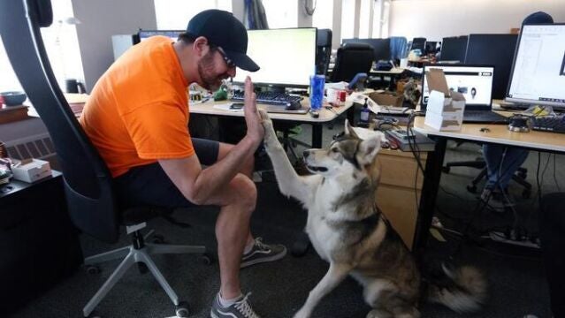 Empresas “pet friendly”