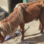 Poni rescatado por los agentes. EMERGENCIAS SEVILLA