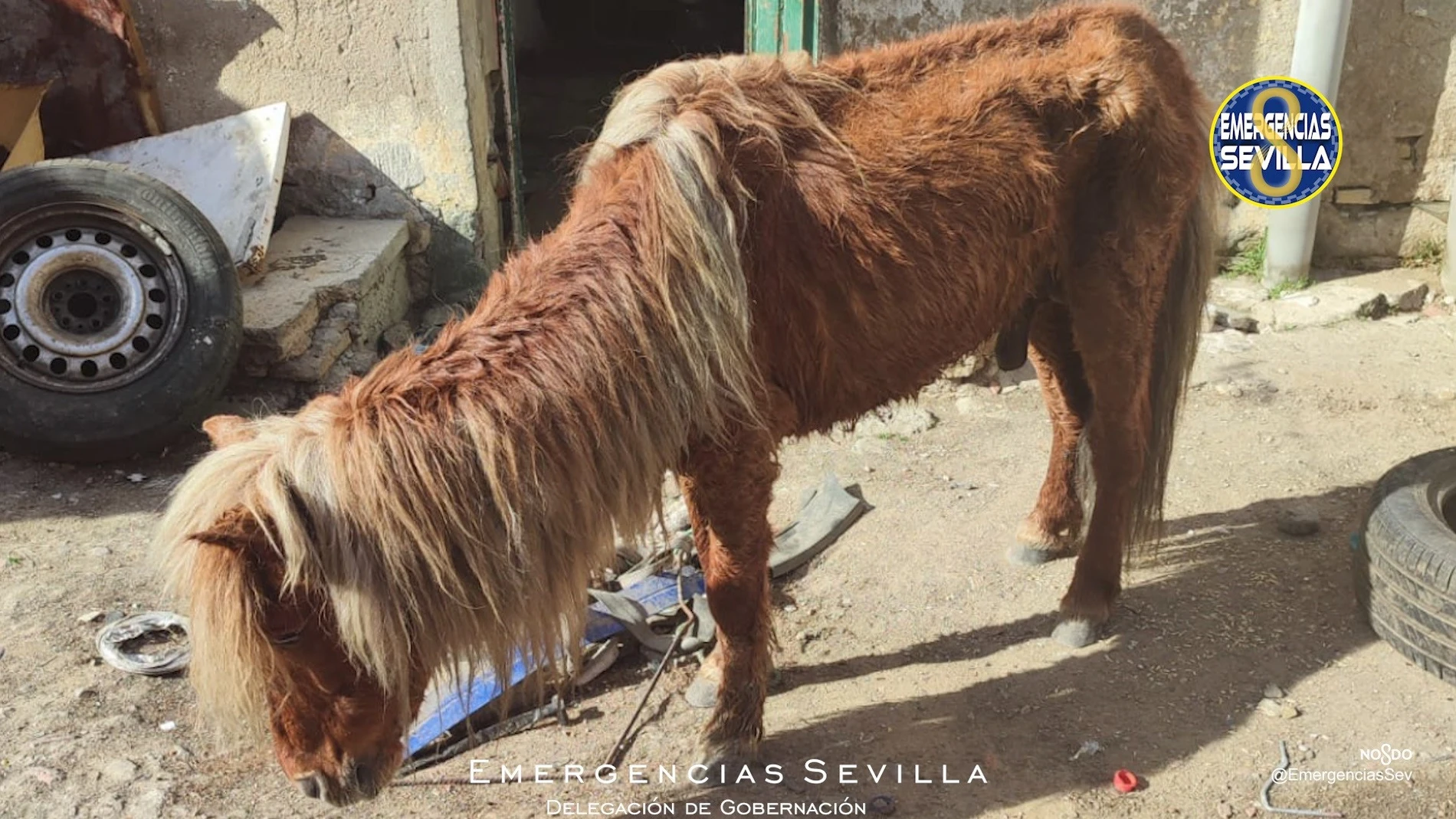 Poni rescatado por los agentes. EMERGENCIAS SEVILLA
